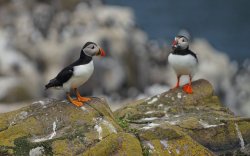 puffin 7.jpg puffin 7.jpg