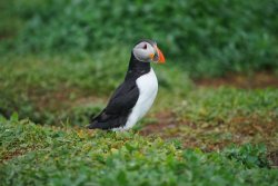 puffin 14.jpg puffin 14.jpg