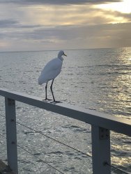 586C3F8F-CFEF-4B2C-ADCF-1C4F6E4FC476.jpeg 586C3F8F-CFEF-4B2C-ADCF-1C4F6E4FC476.jpeg