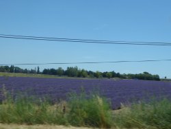 P1250267.JPG P1250267.JPG