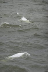 Snip 310.JPG Snip 310.JPG