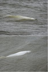 Snip 311.JPG Snip 311.JPG