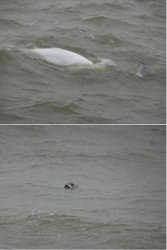 Snip 313.JPG Snip 313.JPG