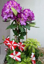 IMG_7321.JPG IMG_7321.JPG