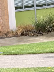 IMG_7370.JPG IMG_7370.JPG