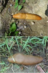 Snip 1208.JPG Snip 1208.JPG