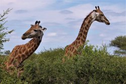 11077004_598983006906010_3741143289779227781_o.jpg 11077004_598983006906010_3741143289779227781_o.jpg