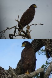 Snip 1608.JPG Snip 1608.JPG