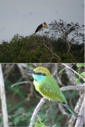 Snip 1610.JPG Snip 1610.JPG