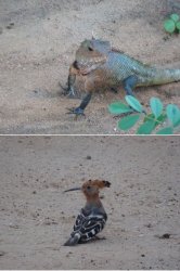 Snip 1613.JPG Snip 1613.JPG