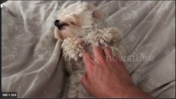 ScreenHunter 17.jpg ScreenHunter 17.jpg