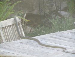 IMG_1824.JPG IMG_1824.JPG