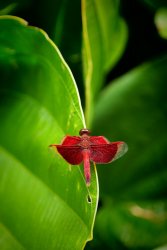 SAM_9454.JPG SAM_9454.JPG