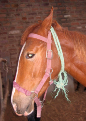 1590987035559.png 1590987035559.png