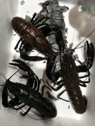 Marron.jpg Marron.jpg