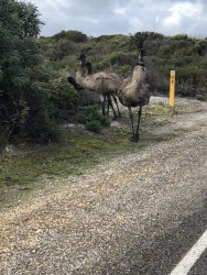 F7B570E2-4A67-4060-8EA8-647D3A736AA9.jpeg F7B570E2-4A67-4060-8EA8-647D3A736AA9.jpeg