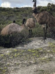 E87A3B2A-3F25-46DA-8B7D-E8EF4737F523.jpeg E87A3B2A-3F25-46DA-8B7D-E8EF4737F523.jpeg