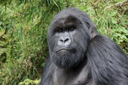 silver back.JPG silver back.JPG