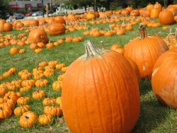 IMG_9016.JPG IMG_9016.JPG