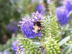 DSCF2141.JPG DSCF2141.JPG