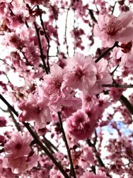 58092A43-79E9-40CC-8000-FA2C09635293.jpeg 58092A43-79E9-40CC-8000-FA2C09635293.jpeg