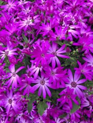 217033D4-AFA5-4316-9557-B4CCB4D29C11.jpeg 217033D4-AFA5-4316-9557-B4CCB4D29C11.jpeg