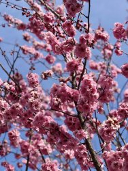 54DEDE5D-5BA4-4892-A6BB-604437ABD0C2.jpeg 54DEDE5D-5BA4-4892-A6BB-604437ABD0C2.jpeg