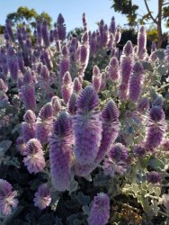 1FD6992E-C92D-4E76-868E-5FAE3296AEF4.jpeg 1FD6992E-C92D-4E76-868E-5FAE3296AEF4.jpeg