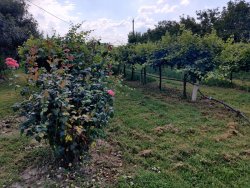 2020-08-23 15.29.34.jpg 2020-08-23 15.29.34.jpg