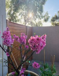 49923BFF-6269-4837-8899-FFB99A56713A.jpeg 49923BFF-6269-4837-8899-FFB99A56713A.jpeg