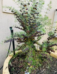 4139FD3B-DDD0-4D66-963C-8317C1015758.jpeg 4139FD3B-DDD0-4D66-963C-8317C1015758.jpeg