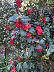 86237843-2DE5-4FA6-A603-810203C16012.jpeg 86237843-2DE5-4FA6-A603-810203C16012.jpeg