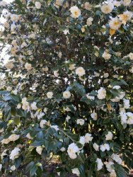 B3F069DC-9611-4DA8-953E-801DF98B18F2.jpeg B3F069DC-9611-4DA8-953E-801DF98B18F2.jpeg