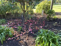 432CB9DC-50E1-4F33-A23B-723115ED2EB6.jpeg 432CB9DC-50E1-4F33-A23B-723115ED2EB6.jpeg