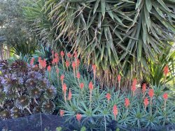 36BF8C39-ED0C-44B1-9FD5-131CBE501E0B.jpeg 36BF8C39-ED0C-44B1-9FD5-131CBE501E0B.jpeg