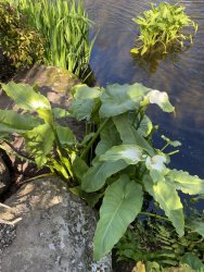 CB9BEA04-1E92-4BAE-B0C3-1BF2F27111B8.jpeg CB9BEA04-1E92-4BAE-B0C3-1BF2F27111B8.jpeg