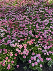 CED4C267-9822-4B2F-B834-1736E3DBA2F3.jpeg CED4C267-9822-4B2F-B834-1736E3DBA2F3.jpeg