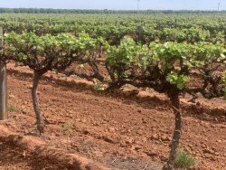 8B53C9C0-8531-4FD2-8A5D-8F1634EBEDCA.jpeg 8B53C9C0-8531-4FD2-8A5D-8F1634EBEDCA.jpeg