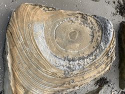 IMG_3661(1).jpg IMG_3661(1).jpg