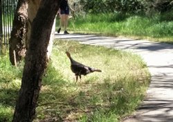 Turkey.jpg Turkey.jpg