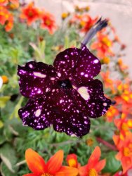 2020-10-12 10.22.21.jpg 2020-10-12 10.22.21.jpg