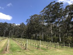 3FEF8F7D-2B54-4994-91F8-7D90756B3FF4.jpeg 3FEF8F7D-2B54-4994-91F8-7D90756B3FF4.jpeg