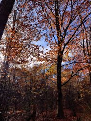 2020-11-03 10.52.02.jpg 2020-11-03 10.52.02.jpg