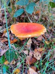 2020-11-03 11.14.16.jpg 2020-11-03 11.14.16.jpg