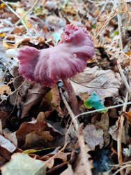 2020-11-03 11.21.42.jpg 2020-11-03 11.21.42.jpg