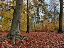 2020-11-03 11.30.21.jpg 2020-11-03 11.30.21.jpg