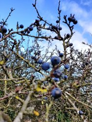 IMG_20201104_110428.jpg IMG_20201104_110428.jpg