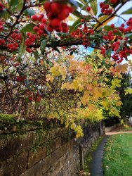 IMG_20201104_105126.jpg IMG_20201104_105126.jpg