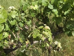 DE7937BC-DDFD-4B71-92B9-2B3988A3526B.jpeg DE7937BC-DDFD-4B71-92B9-2B3988A3526B.jpeg