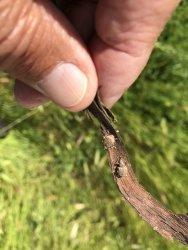 1BC0D9DC-0F3E-4DF2-A76E-CE7928DE84B2.jpeg 1BC0D9DC-0F3E-4DF2-A76E-CE7928DE84B2.jpeg